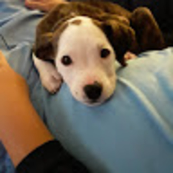 Meet your Posher, Rachel - Picture 1 of 1